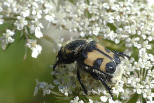 Trichius fasciatus